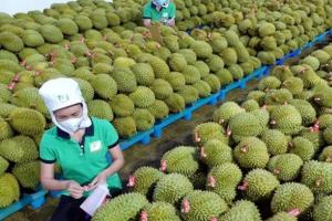 Xây dựng thương hiệu quốc gia cho sầu riêng Việt Nam