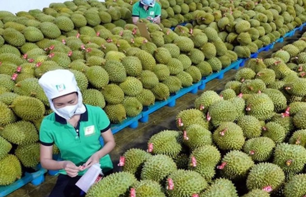 Xây dựng thương hiệu quốc gia cho sầu riêng Việt Nam